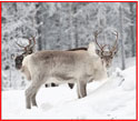 Hang out with Santa in Lapland, Finland