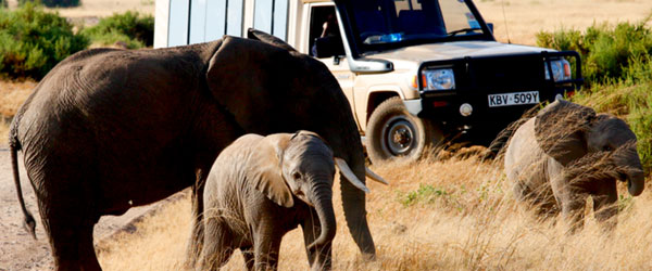 Safari
